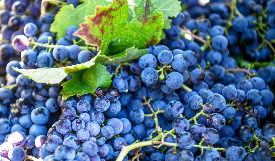 A photo taken on August 28, 2017 shows grapes at a vineyard in Canakkale. (AFP)