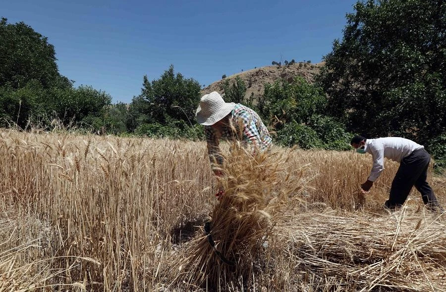 Iraq, which sources its wheat from Australia, the United States and Canada, has specific requirements for its imports. (File/AFP)