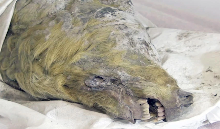 Head of 32,000-year-old wolf found in Russian Arctic