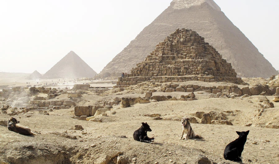 Thousands in Egypt attacked by stray dogs: Ministry