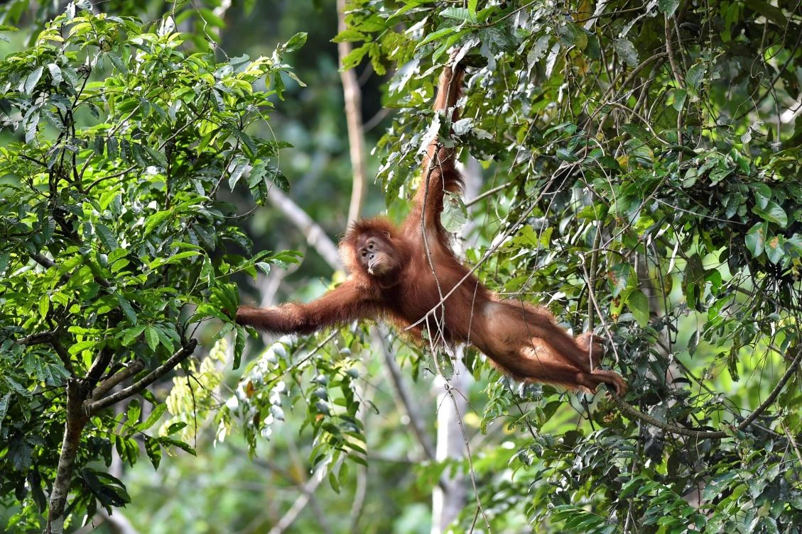 Indonesia pet orangutans released back into the wild