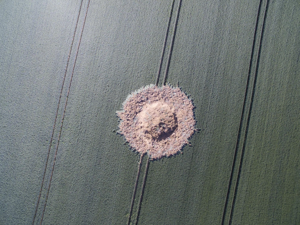 A big crater is pictured on a corn field after a bomb from World War II exploded in Limburg, Germany on Monday, June 24, 2019. (dpa via AP)