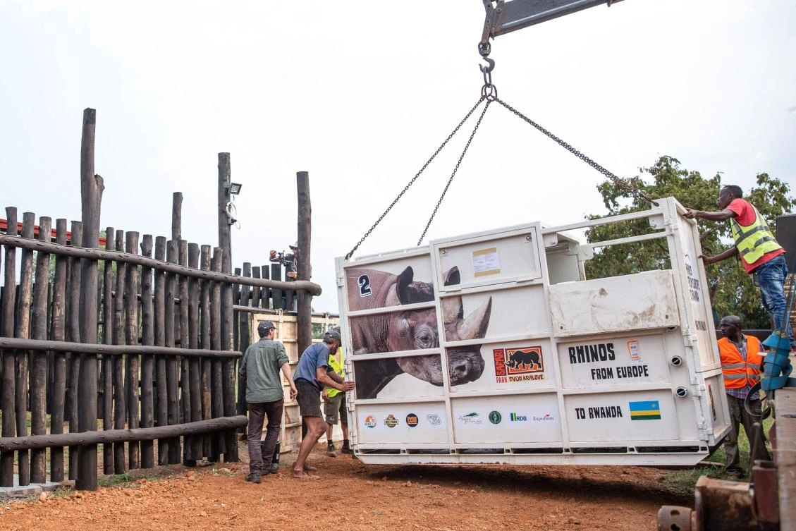 A container holding one of the five zoo-born eastern black rhinos is lowered by crane into an enclosure being released in Akagera National Park, eastern Rwanda. (AFP)