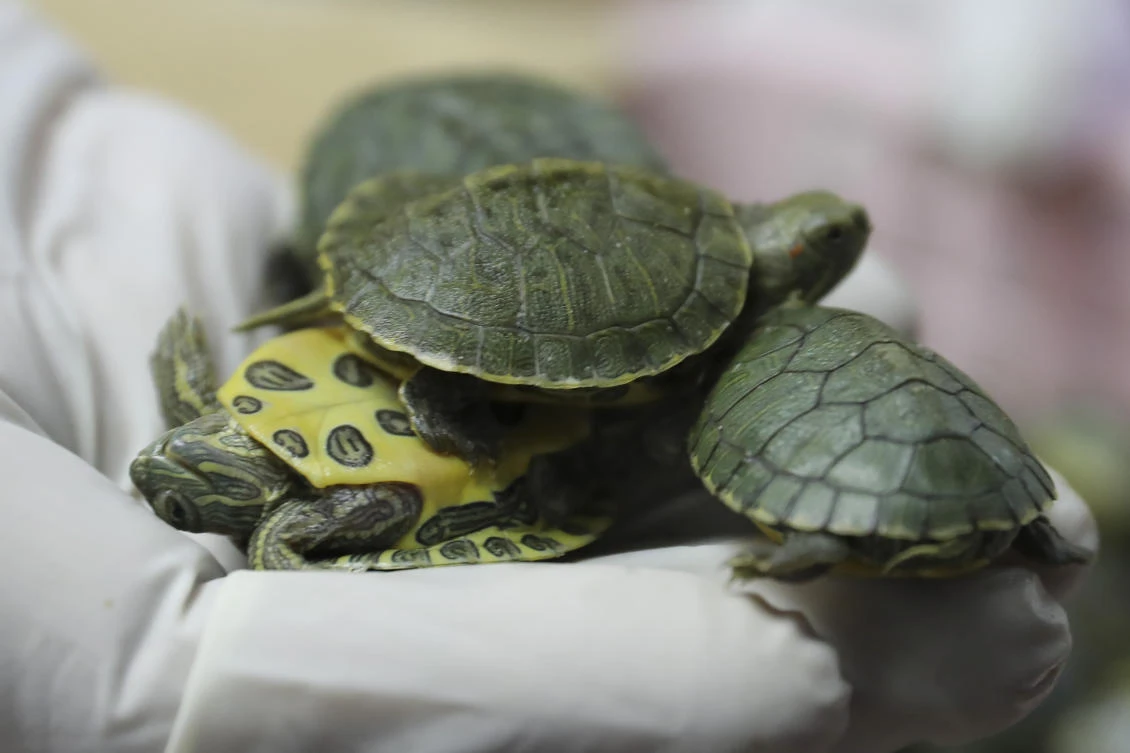 The red-ear sliders are one of the world’s most commonly traded turtles meant for the pet and meat markets. (AP)