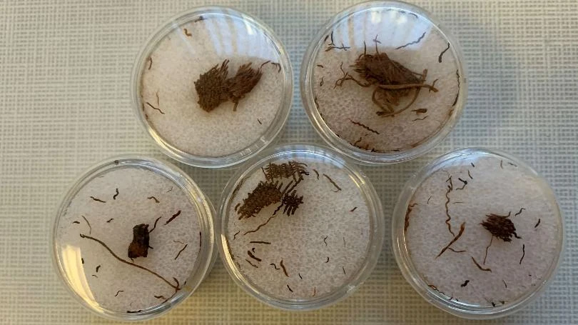 US officials seize Egyptian mummy linens coming from Canada