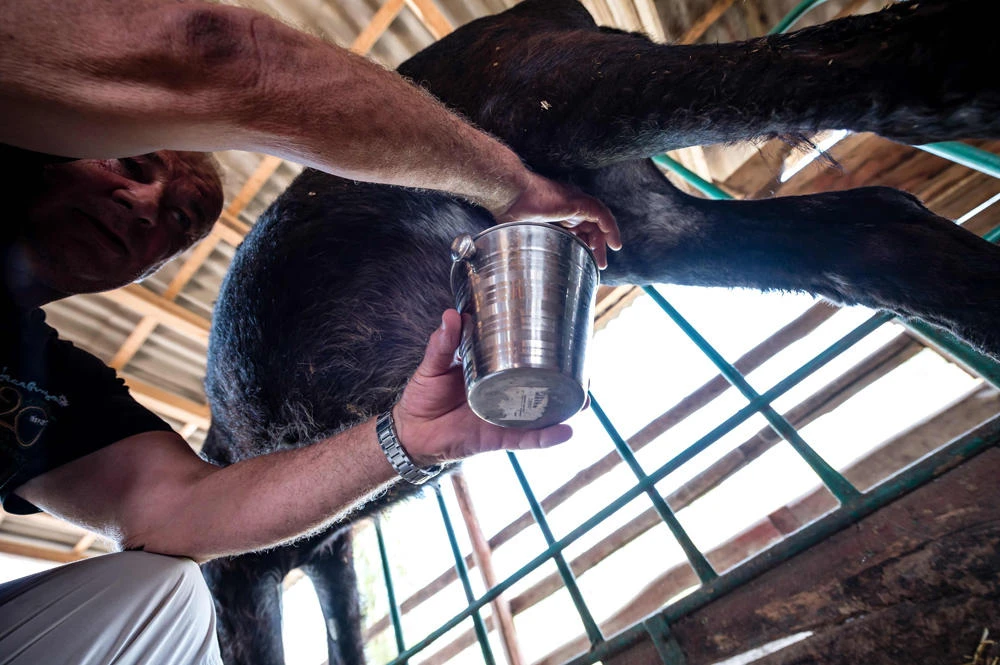 ‘Wonder of nature’: Serbia’s ultra-expensive donkey cheese