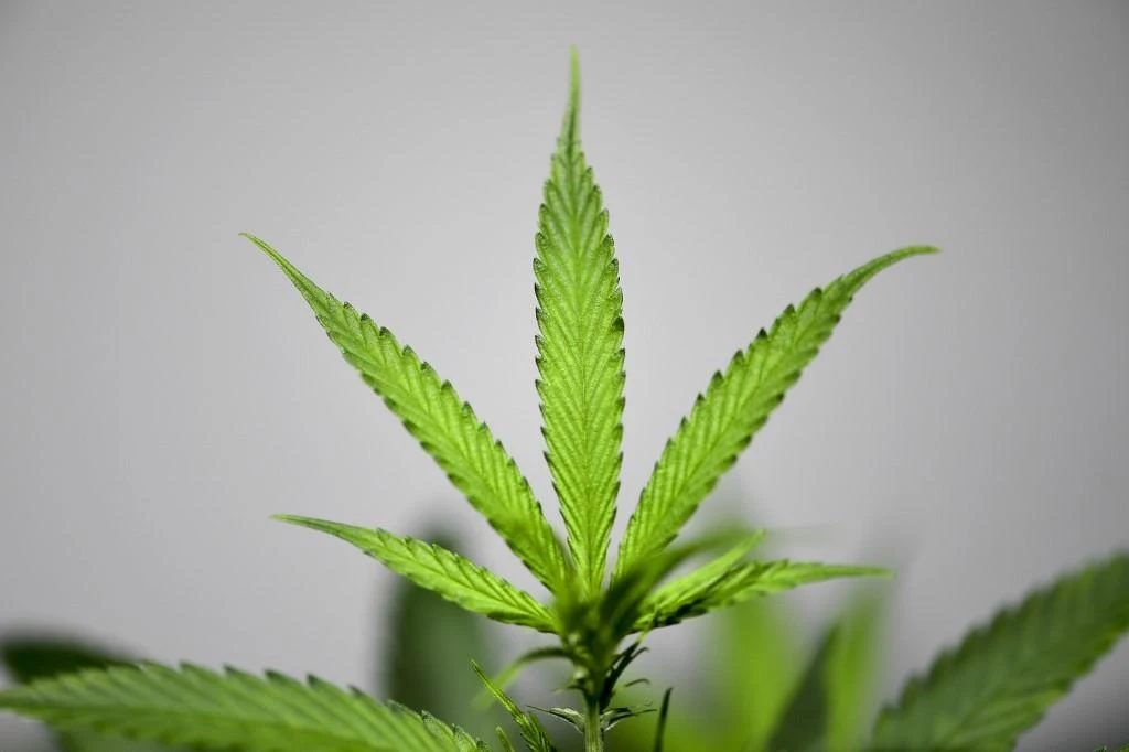Internet marketplace Chemical Revolution sold cannabis, above, and other narcotics. (AFP)