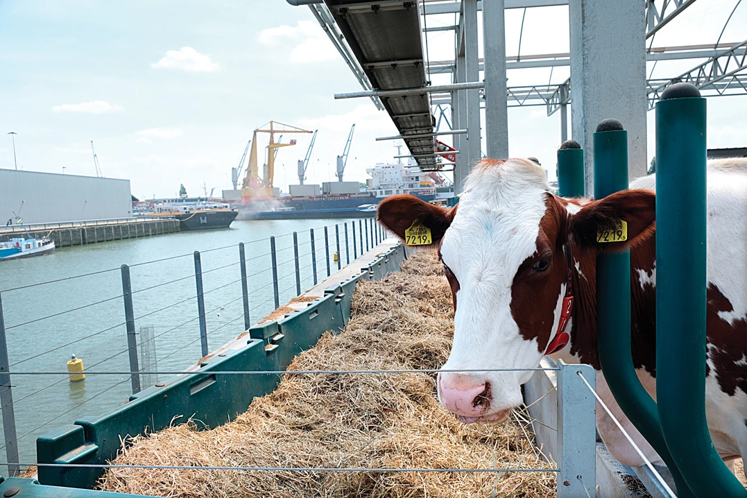 One of the inhabitants of Peter van Wingerden’s pioneering floating dairy farm in Rotterdam harbor. (AP)
