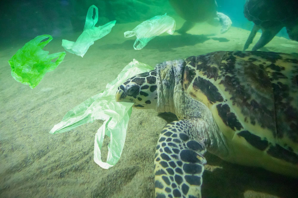 New Zealand bans single-use plastic bags