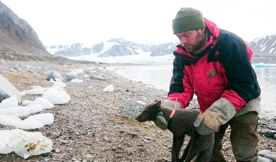 Arctic fox walks more than 2,700 miles from Norway to Canada
