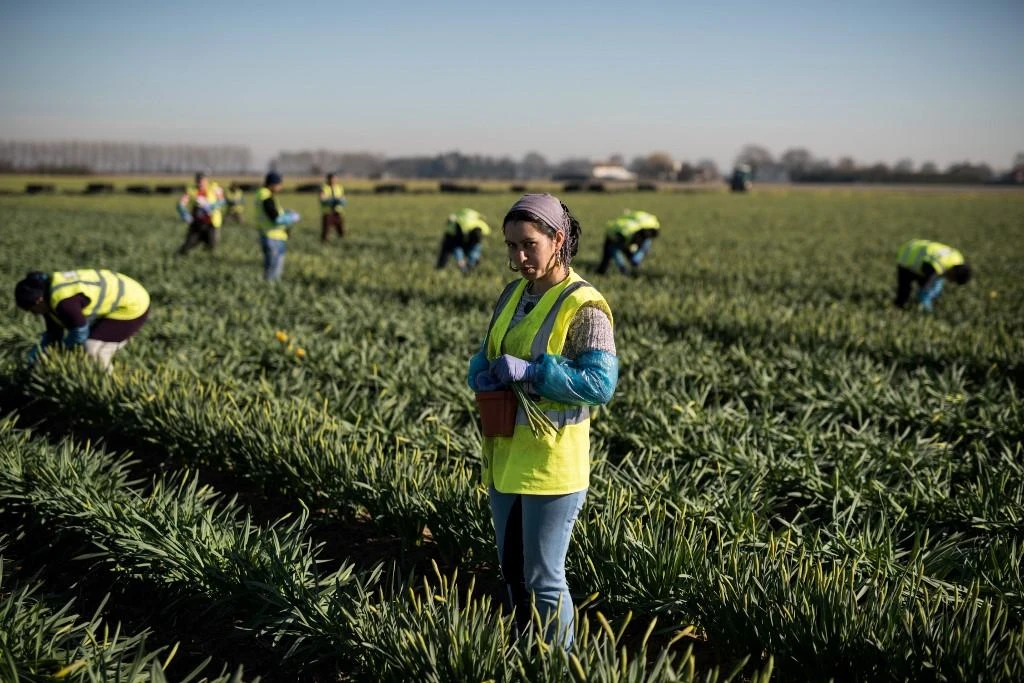 Flower pickers harvest daffodils on a farm near Holbeach in eastern England, on February 25, 2019. (AFP)