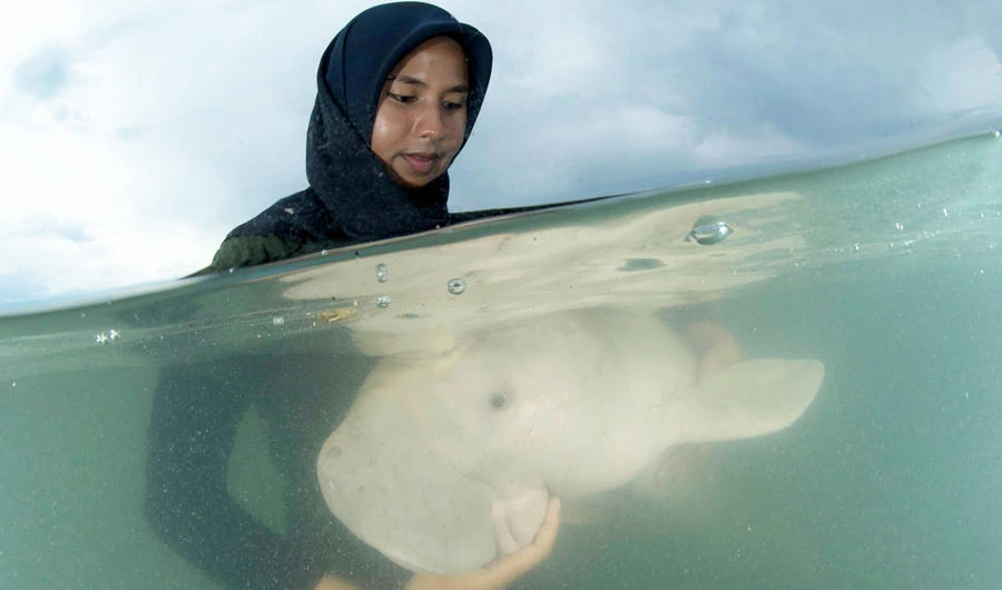 This photo taken on May 23, 2019 shows Mariam the dugong as she is cared for by park officials and veterinarians from the Phuket Marine Biological Centre on Libong island, Trang province in southern Thailand. (AFP)