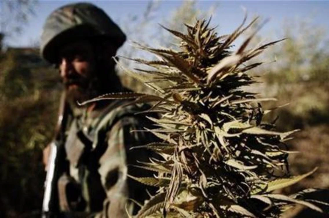 An Afghan National Army soldier walks through a marijuana field during a patrol near Panjwaii town in Kandahar province, Afghanistan, November 13, 2007. (Reuters)