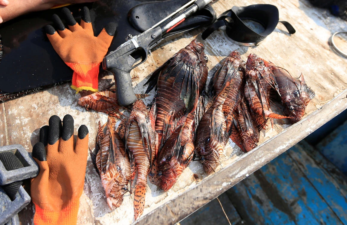 As waters warm, lionfish invasion strains Lebanon’s seas