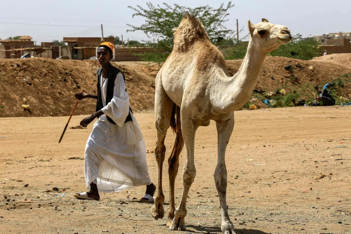 El-Molih is well known among tourists visiting the northeast African country, with its daily camel market a hit among visitors. (AFP)