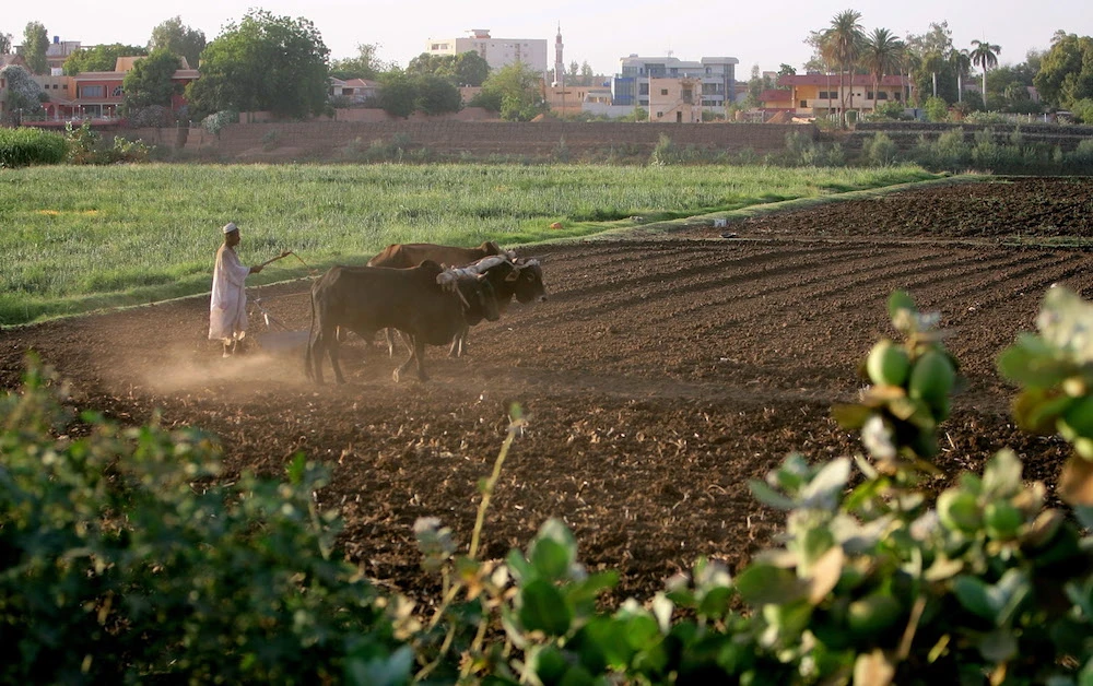 A Sudanese farmer plows his field in the capital Khartoum. (File/AFP)