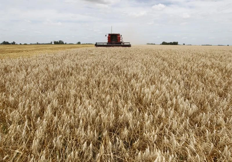 A combine harvester is used to harvest wheat in a field west of Buenos Aires, December 18, 2012. (Reuters)