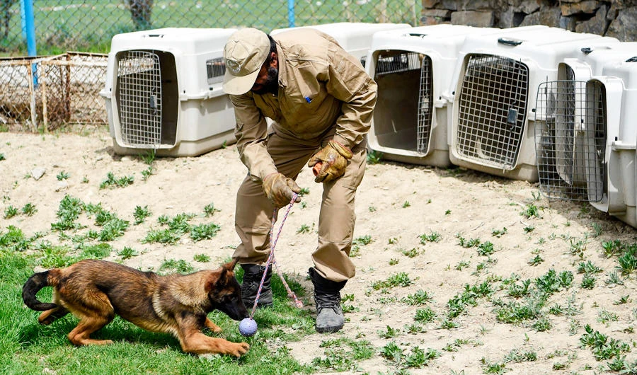 In this photo taken on April 7, 2019, an Afghan dog handler trains an explosive detection dog with a ball during a practice session at the Mine Detection Centre (MDC) in Kabul. (AFP)