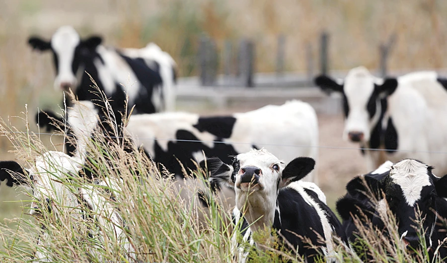 Exports of beef from Argentina to the world’s second-largest economy have multiplied, as farmers tap Chinese demand for meat to help pay their bills as access to credit has dried up. (Reuters)
