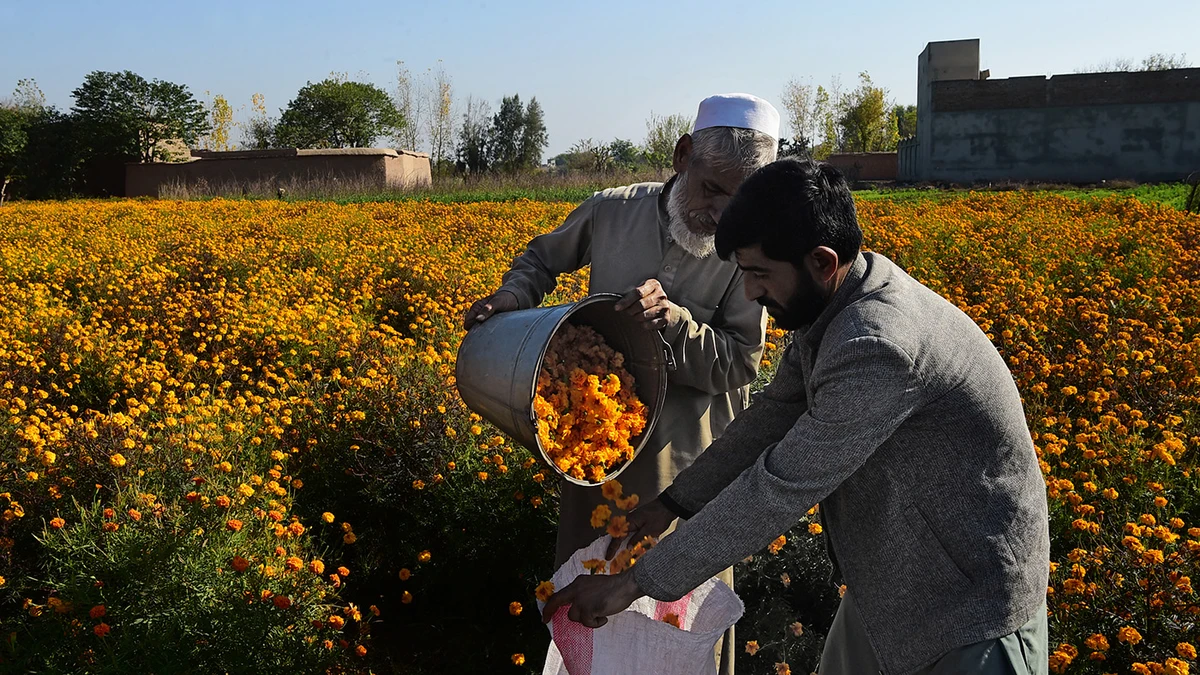 EU to pump $54 million in Pakistan’s horticulture, livestock sectors