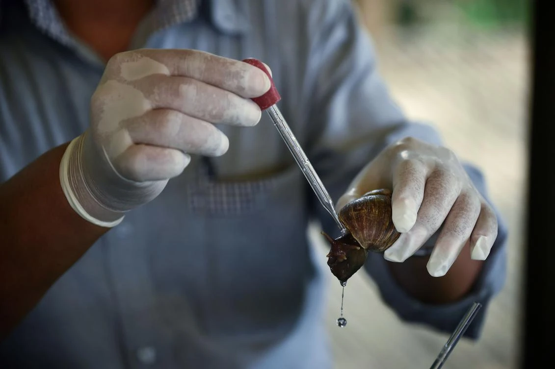 Fast cash from slimy pests: Thai farmers on the money trail with snail mucus