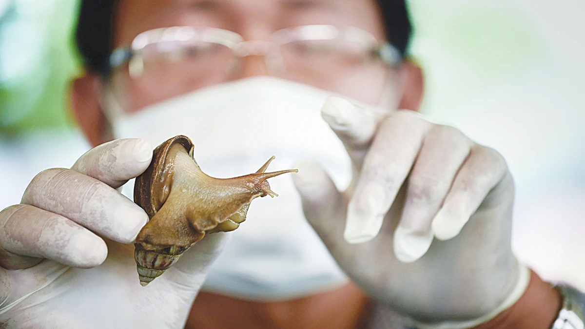 Cosmetics companies on trail of profits from Thai snail slime