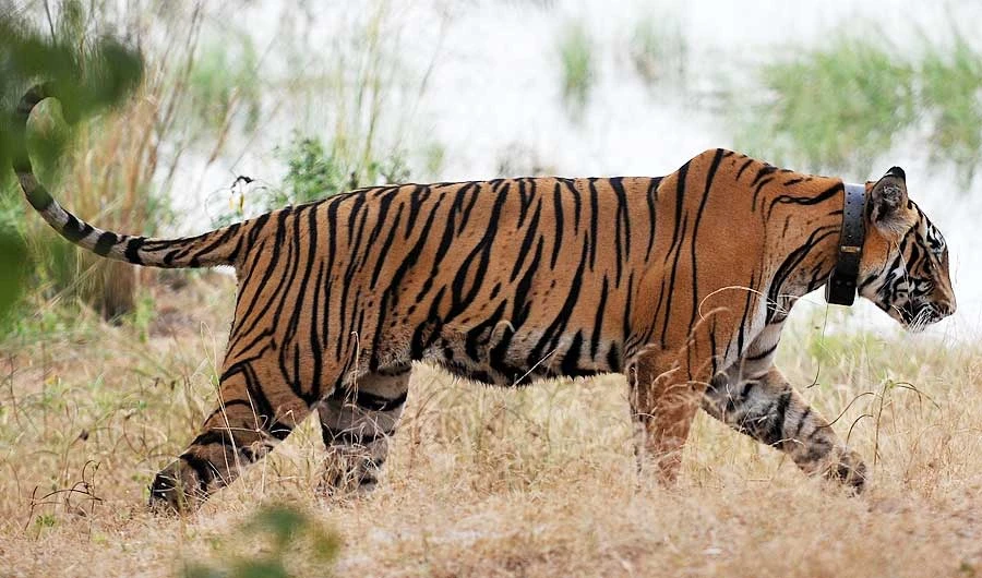 In this photo taken on October 20, 2010, a tiger is seen during a jungle safari at the Ranthambore National Park in Ranthambore around 200kms from Jaipur. (AFP)