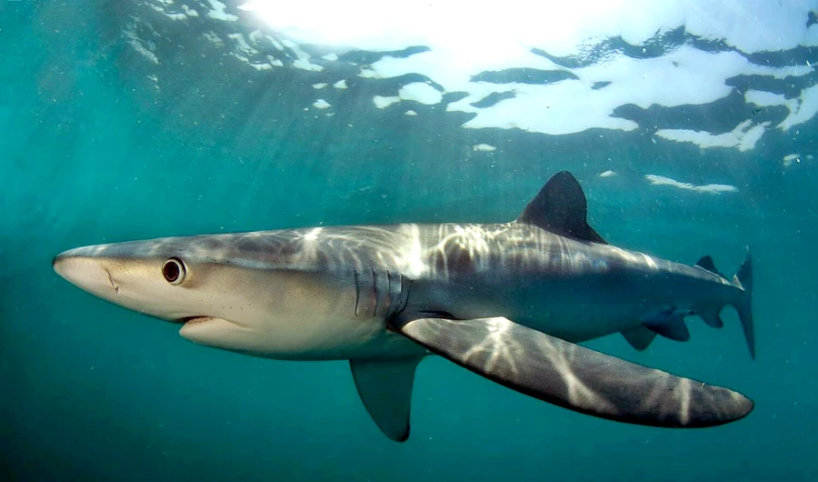 Saudi Arabia's KAUST concludes study on shark activity to protect marine environment