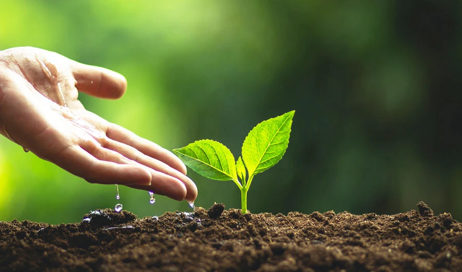 Agriculture officials stated that so far more than 2.6 billion trees have been planted in almost all parts of the East African nation. (Shutterstock)