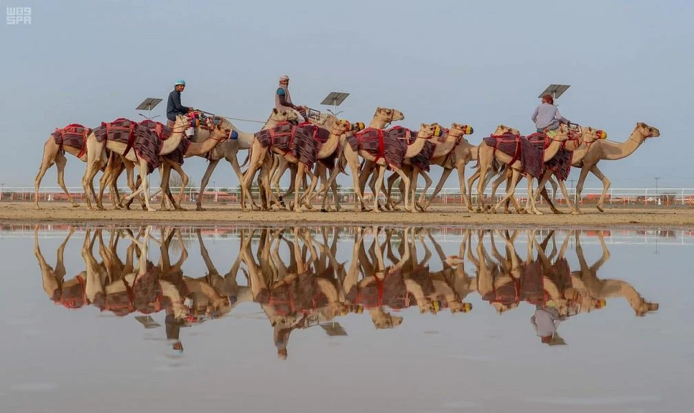 Prizes worth up to SAR52 million on offer at second Crown Prince Camel festival