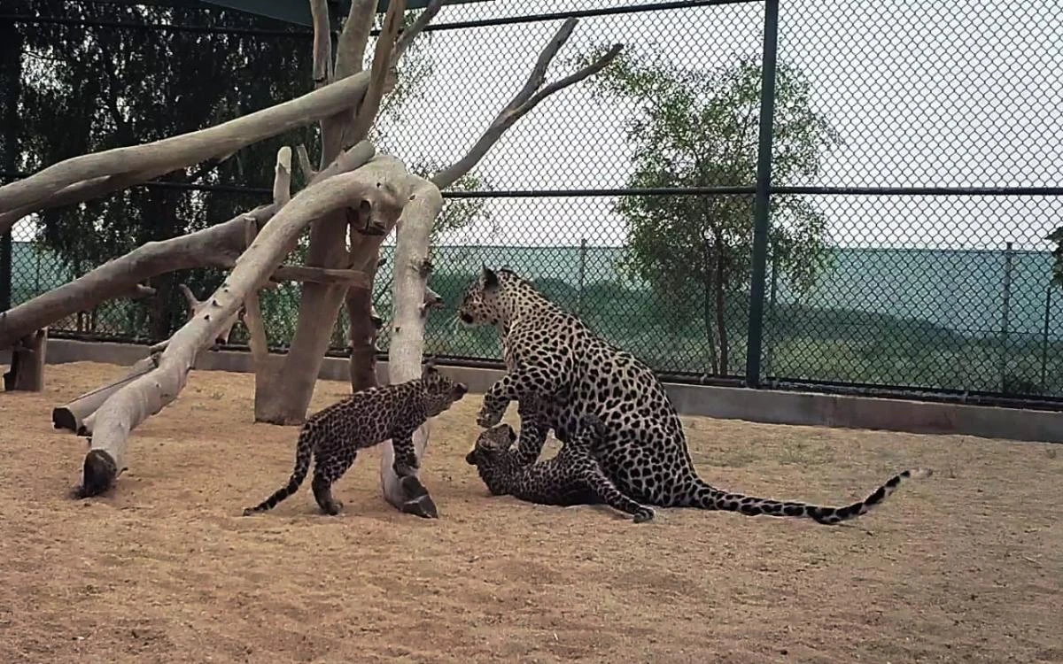 Successful birth of Arabian leopard cubs ‘new beacon of hope’ in Saudi bid to save species from extinction: Culture minister