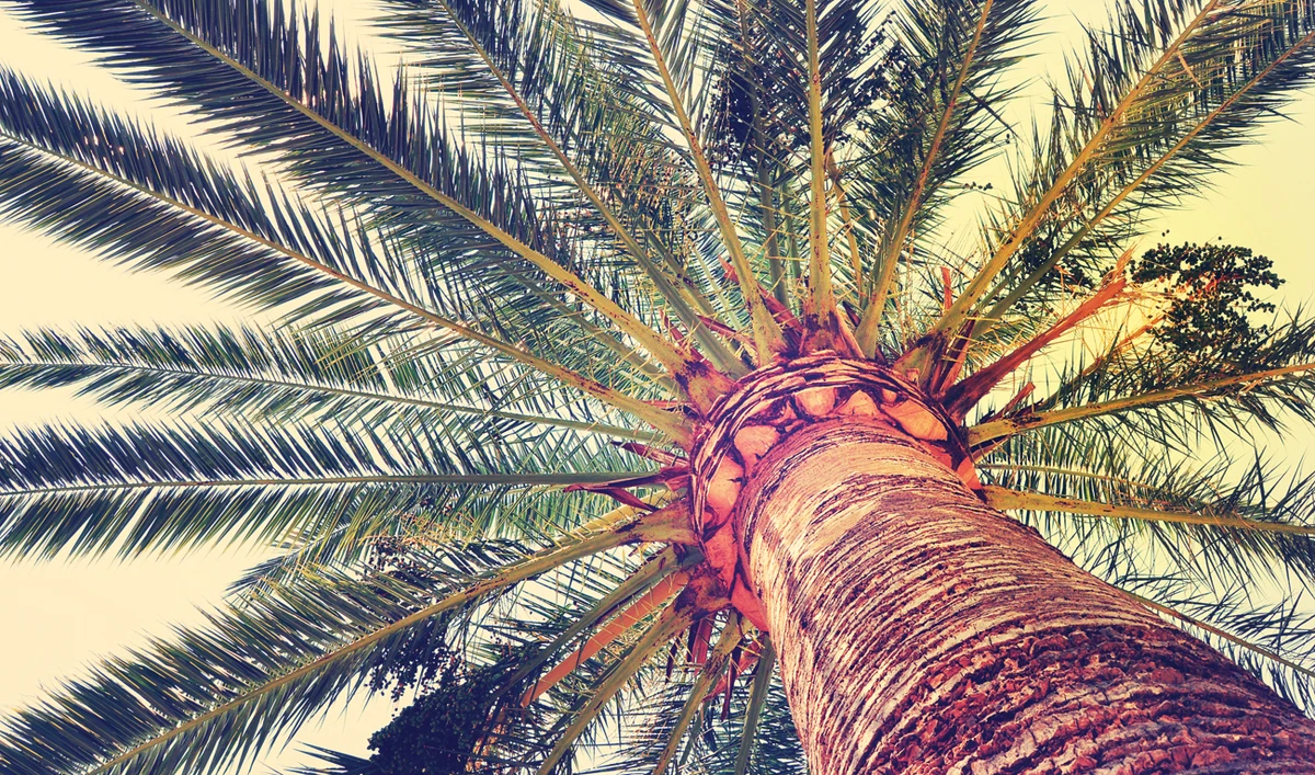the Draa-Tafilalet region near the Atlas Mountains produces an estimated 75,000 tonnes of palm waste. (Shutterstock)
