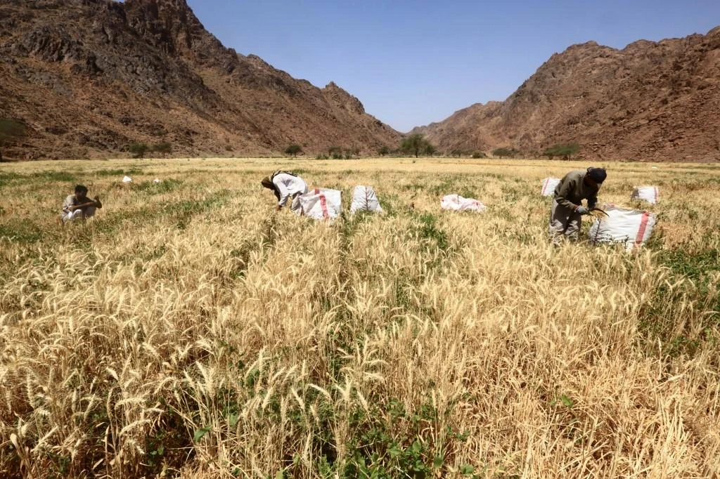 Saudi Arabia and Denmark are developing a patented process to convert natural gas into high protein livestock feed. (File/AFP)