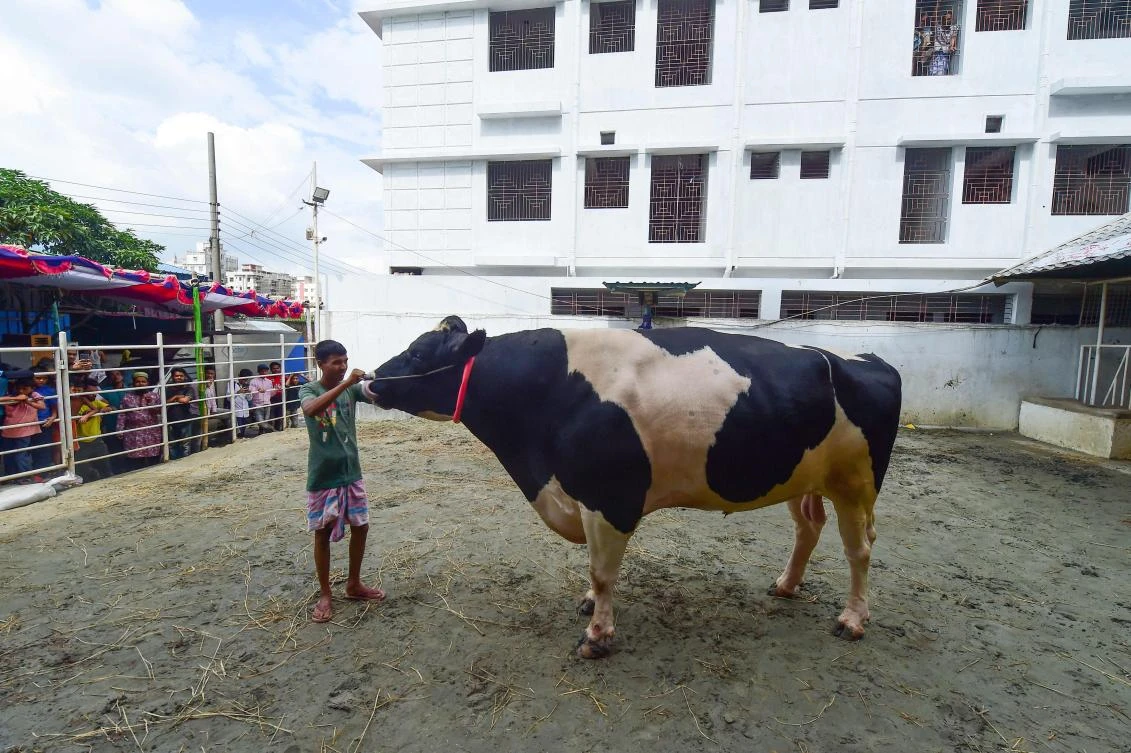 Born in the USA, ‘Boss’ the bull fetches record price in Bangladesh