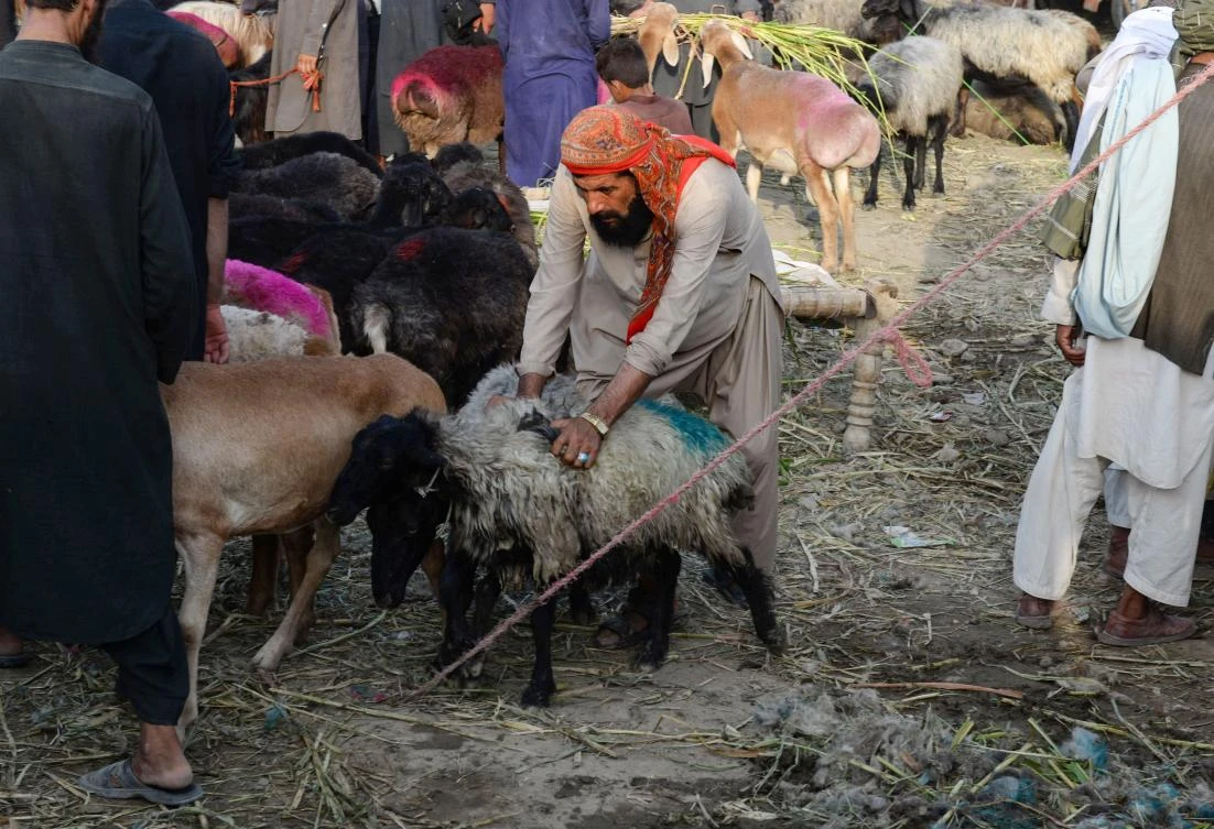 On Wednesday, at the market in Jalalabad, customers examined the wide selection of goats, which ranged in size and color. (File/AFP)