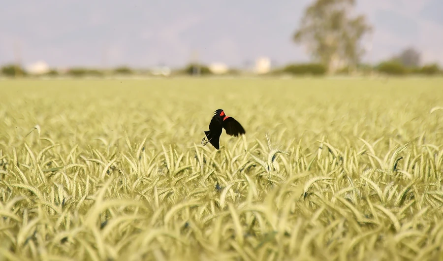 Rules eased  for Black Sea wheat in Saudi Arabia