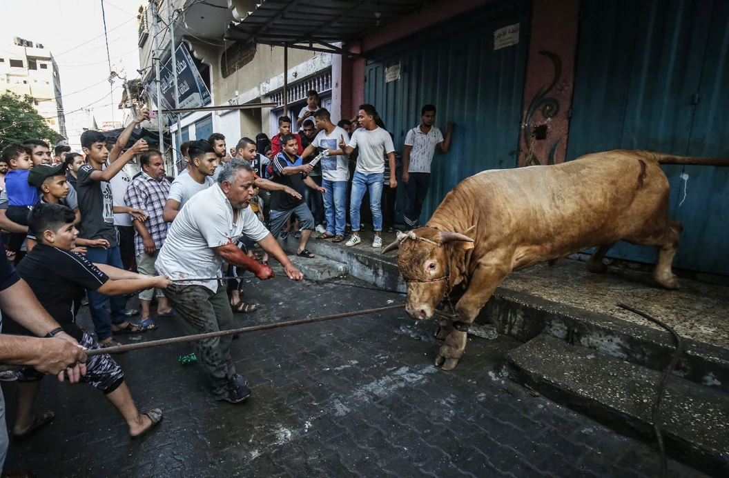 Palestinians prepare a young bull for slaughter on the first day of Eid al-Adha in Rafah city in the southern Gaza Strip on August 11, 2019, as Muslims across the world celebrated the first day of the Feast of Sacrifice, which marks the end of the hajj pilgrimage to Makkah.(AFP / SAID KHATIB)