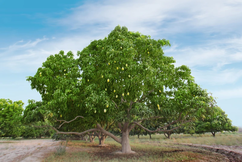 Pakistani mango: The king of fruits
