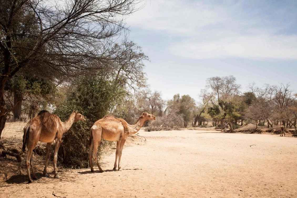 In this file photo taken on March 23, 2019 two camels walk, on the road between Hadjer Hadid and Arkou, in the region of Ouaddaï, Chad. At least 37 people have been killed in fresh fighting between rival ethnic groups in Chad, President Idriss Deby says, calling the violence a "terrible phenomenon". (AFP)