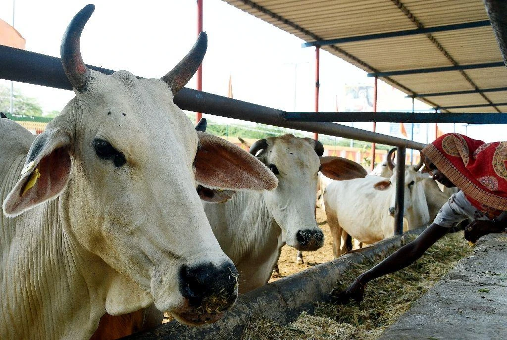 Indian court acquits 6 of killing Muslim dairy farmer in cow vigilante case