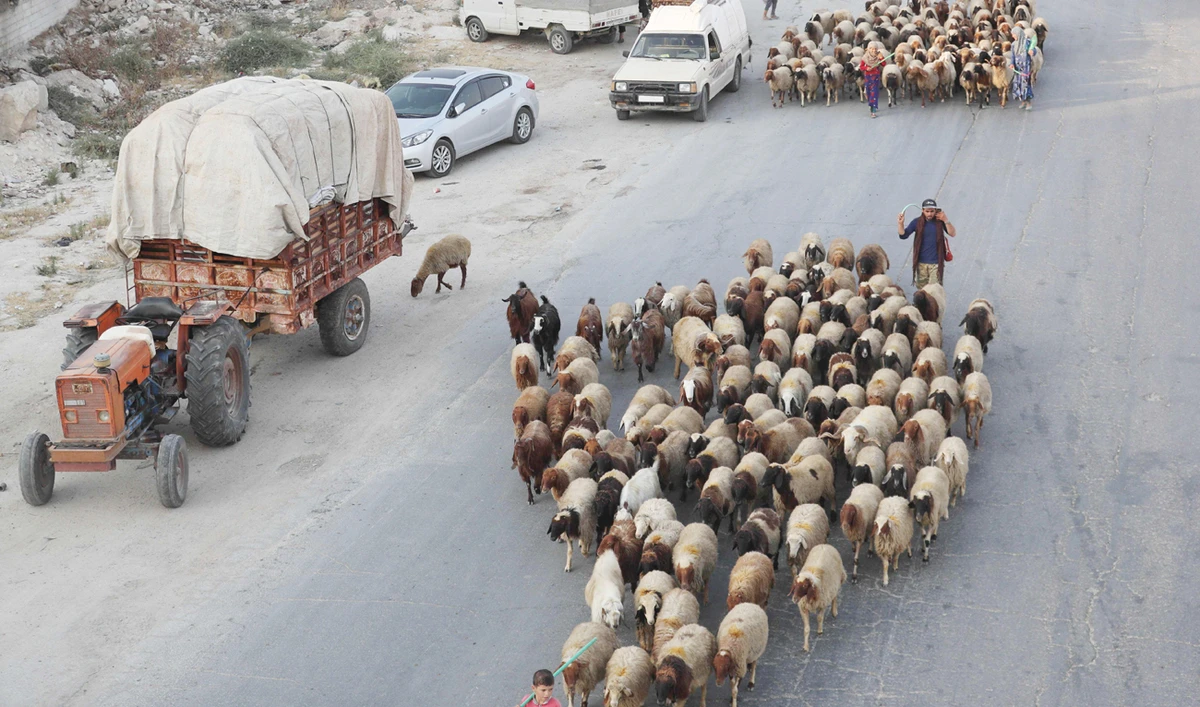 Syrian families from the Idlib province and the northern countryside of Hama fleeing battles with trucks loaded with their belongings, drive past a flock of sheep on the highway, near Maaret Al-Numan on Wednesday. (AFP)
