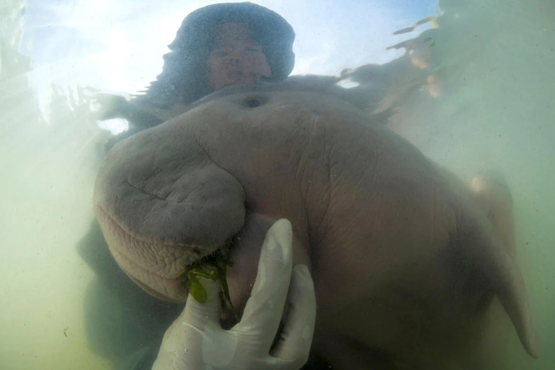 Thailand’s lost baby dugong dies from shock, eating plastic