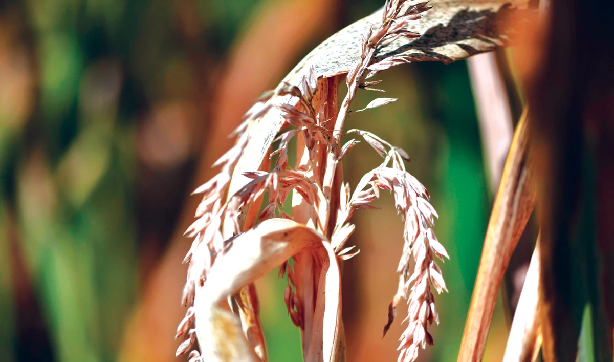 Leader of biggest US organic food fraud gets 10-year jail term