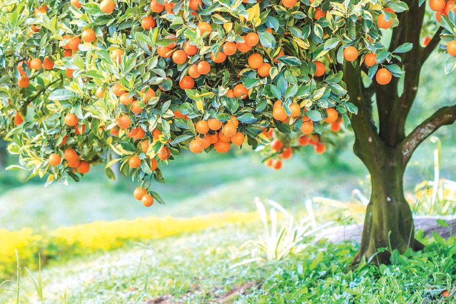 Two engineers help fight Lebanese farming foe