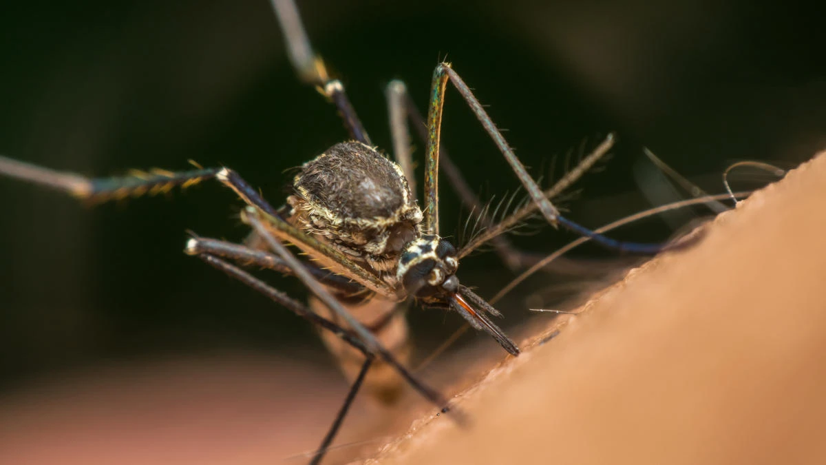 UN: Possible to eradicate malaria, but probably not soon