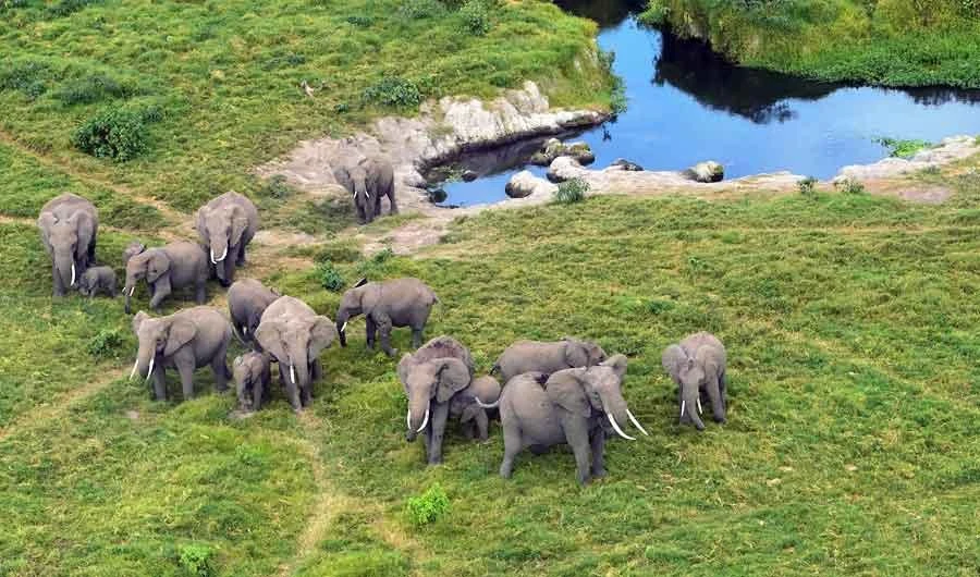 This file photo taken on June 21, 2018 shows elephants clustered near a water source spotted from the air during a trial run for an aerial census at the Amboseli National Park. (AFP)