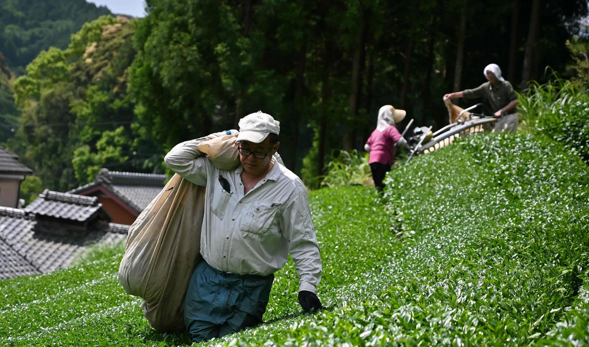 Can global matcha craze save Japan’s tea industry?