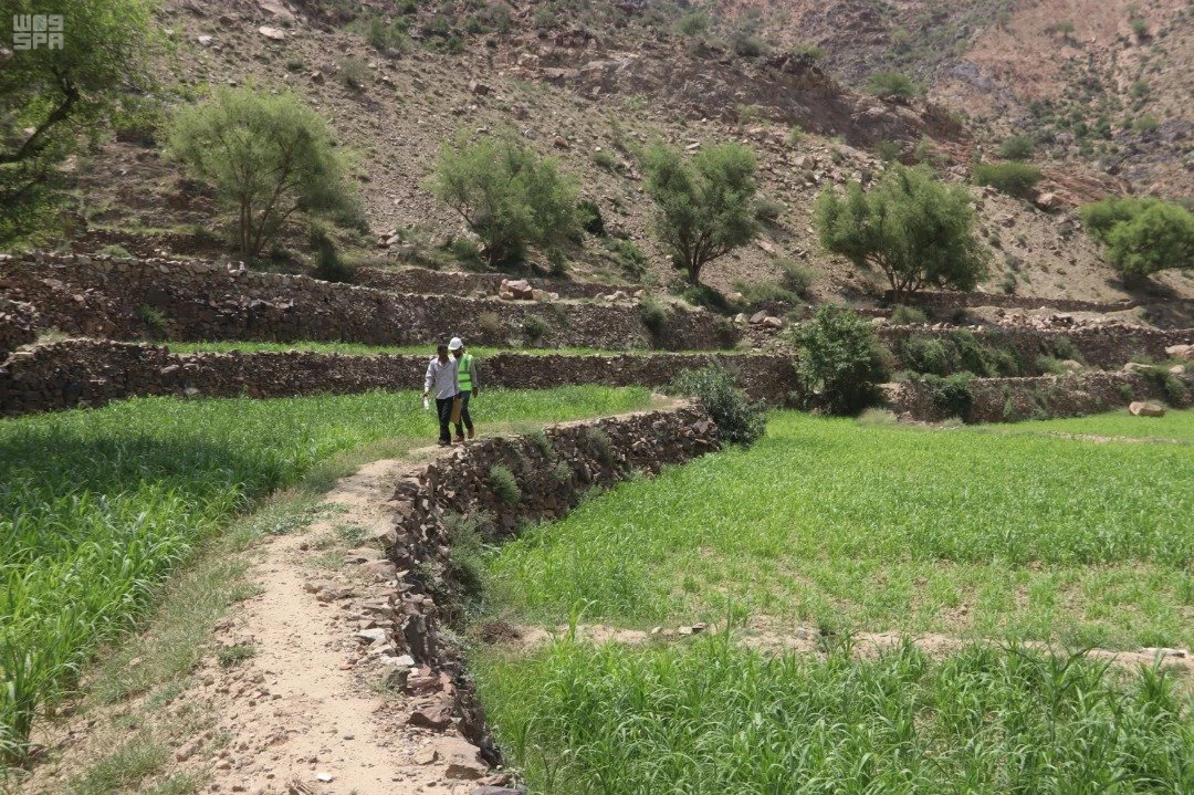 KSRelief ships 520 tons of dates for UN food aid in Central America, repair farm terraces in Yemen