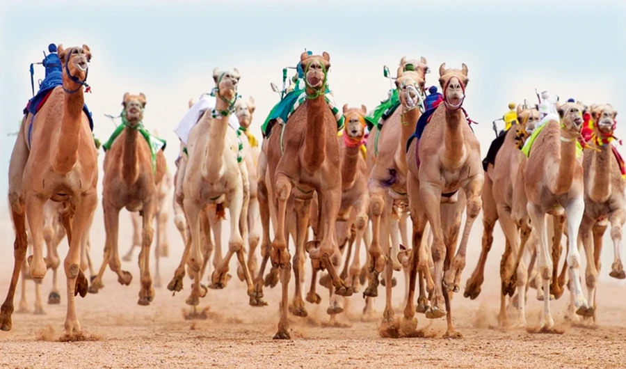 World’s biggest camel festival helps make Saudi city top tourist destination