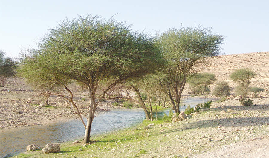 Photo/Colors of Saudi